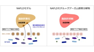 グアーガム酵素分解物のNAFLD進行抑制メカニズム