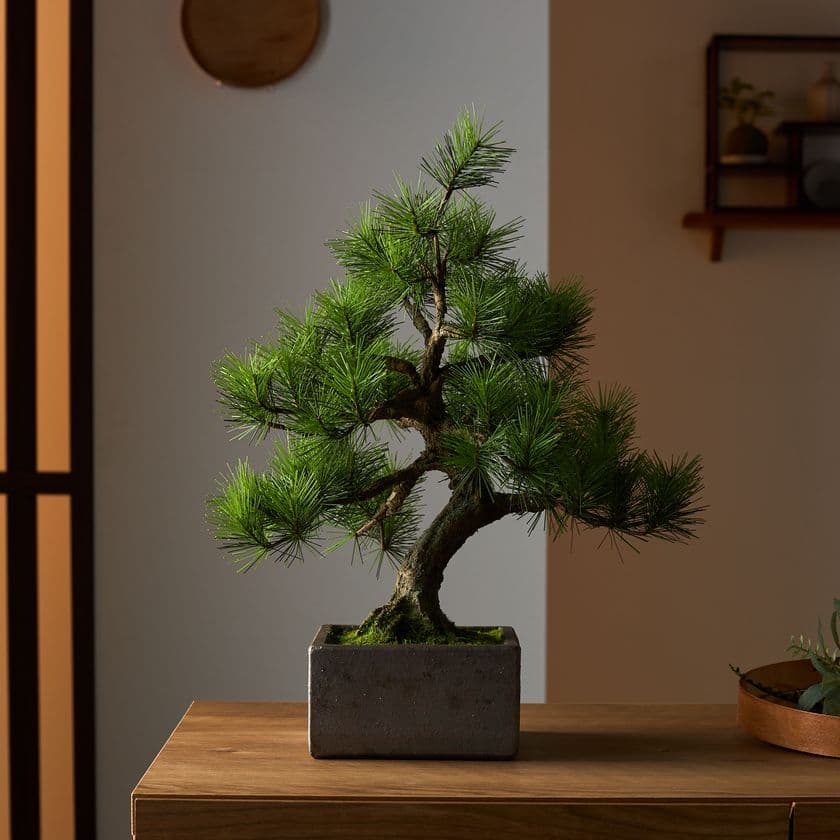 日本の職人が一から制作する本格的工芸盆栽　
A-BONSAI(R)と信楽焼窯元とのコラボレーションが実現！
5月18日(日)早朝5時からSHOP CHANNELで発表！