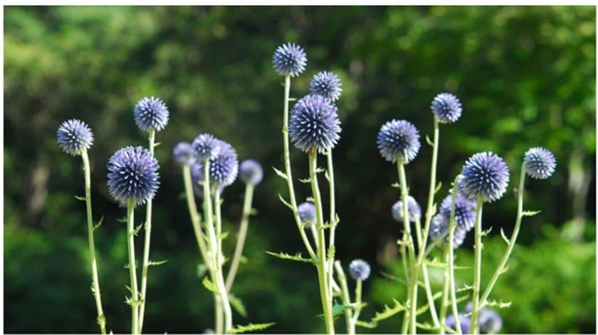 六甲高山植物園 絶滅が危惧される貴重な花
「ヒゴタイ」8月下旬まで見頃です！