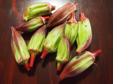 オクラの希少種 ヒルカントリーレッド