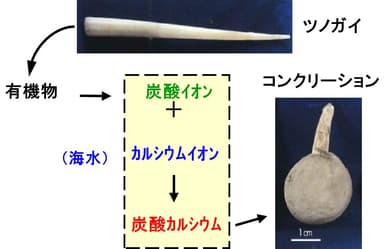 図2：コンクリーションのメカニズム（ツノガイの例）
