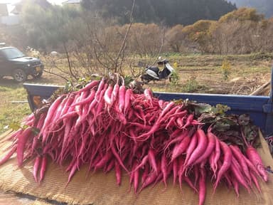 大和の伝統野菜「飛鳥あかね(あすかあかね)」