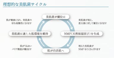 理想的な美肌菌サイクル