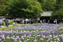 2万m2に広がる紫の世界 in 静岡・加茂荘花鳥園「花菖蒲・オリジナルアジサイ展」6月19日まで開催　小学生以下のお子様は無料、鳥たちとふれあいの場も！