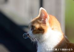 あおいとり「鼻提灯猫」オリジナル