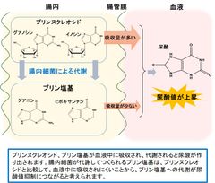 乳酸菌ブレビス菌にプリン体を代謝する活性を確認　痛風や尿路結石などの疾患予防の可能性に期待