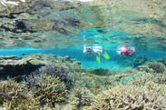 珊瑚礁と熱帯魚を楽しむシュノーケル
