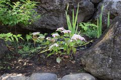 圓明院境内の草花アラカルト1