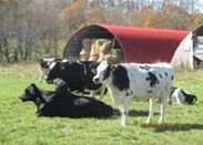 ニュージーランドの放牧方法を北海道の農場で実施・調査「ニュージーランド・北海道酪農協力プロジェクト　調査結果報告会」開催報告