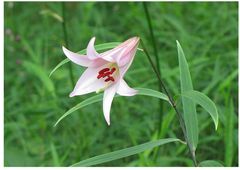 六甲高山植物園　淡いピンクの可憐な花　ササユリが咲きました！