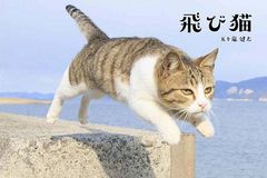 飛び猫