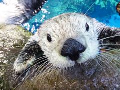 海遊館生まれのラッコ 「パタ」 の写真展を開催！「わがままですけど、なにか？　～パタと飼育員、20年の写真展～」