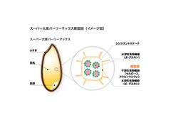 スーパー大麦バーリーマックス断面図(イメージ図)