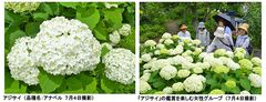アジサイ(7月4日撮影) アジサイ(7月4日撮影)