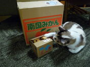 なぜ、猫は箱に入りたがるの？！リアルいたずらBANK　フォト＆ムービーコンテストサイト公開開始！