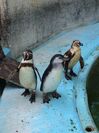 桂浜水族館のペンギン