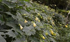 キレンゲショウマ キレンゲショウマ