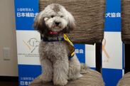 業界初！ペットショップ×日本補助犬協会の共同事業　「ペッツファースト聴導犬育成プロジェクト」開始！