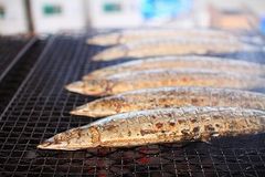 “トロさんま”が札幌に！『根室さんま直送市』開催