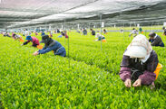 宮崎の日本茶専門店「新緑園」、全国茶品評会において　3年連続“一等一席”『農林水産大臣賞』受賞の快挙達成