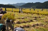 白鶴、兵庫県で「稲刈りイベント」を10月23日に開催　独自開発した酒米「白鶴錦」のお米造りを体験