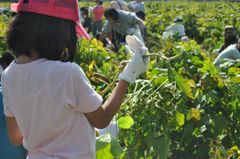 田植えの様子