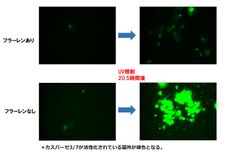 優れた抗酸化力をもつ分子フラーレンの研究結果を発表　細胞死の原因となる酵素の活性抑制を確認