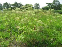 ノエビアグループ×立命館大学　土壌肥沃度とオーガニック植物の収穫量や品質の関係性を解析第68回日本生物工学会大会にて発表