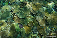 きらめく珊瑚礁（C）Ikuo Nakamura