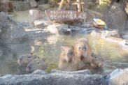 伊豆シャボテン動物公園　伊豆の冬の風物詩「元祖カピバラの露天風呂」が11月19日から開催