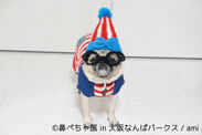 1万人が見た“ぶひかわ犬”が大阪初上陸！「鼻ぺちゃ展」巡回展＆柴犬「巻きしっぽ展」12月開催
