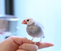 文鳥のはるちゃん(表参道店)