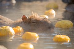 伊豆シャボテン動物公園　冬至「カピバラのゆず湯～今年で20周年！～」開催＆カピバラ虹の広場「カピバラの赤ちゃん誕生！」