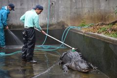 東伊豆・熱川バナナワニ園 年末恒例のワニ池大掃除を実施　体長約3mのワニの背中も“ゴシゴシ”ブラッシング！