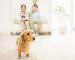 滑り止めコーティング剤開発のリンレイとペット同伴宿運営のベリークルーズが滑りにくい快適な環境づくりで共同企画