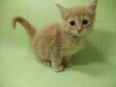 かわいいネコちゃんたちがネコリビングでお迎えします！