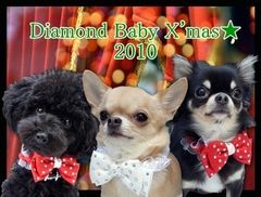 2010 X'mas Collection