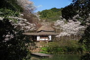 萩野尾御茶屋と桜