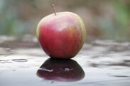 “腐らない奇跡のリンゴ” ウトビラースパトラウバー品種