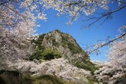 桜と御船山の頂