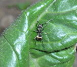 擬黒多刺蟻