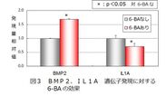 図3　BMP2、IL1A遺伝子発現に対する6-BAの効果