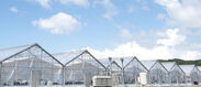 NKアグリ株式会社　太陽光型植物工場