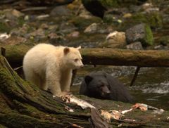 白い黒クマスピリットベア