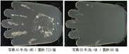 手洗い前後の菌の数