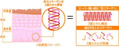 肌構造と生コラーゲン