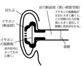 イヤホン装着時の耳穴の断面図