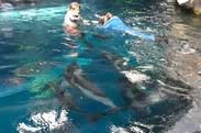 飼育員と共に、飼育員目線で水中のイルカを観察