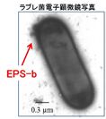 図2　ラブレ菌とEPS-b
