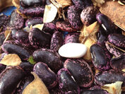 収穫した紫花豆